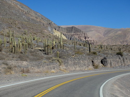 Pasacana Cactus.